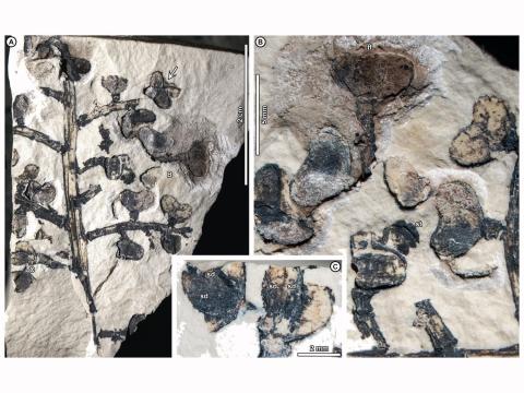  fossils of plants found in Argentina