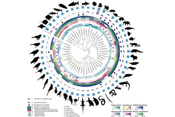 Galaxy platform re-invents genome assembly pipeline, which could inform understanding of human health and evolution.