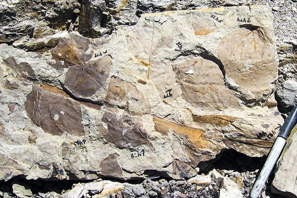 Fossils showing plants